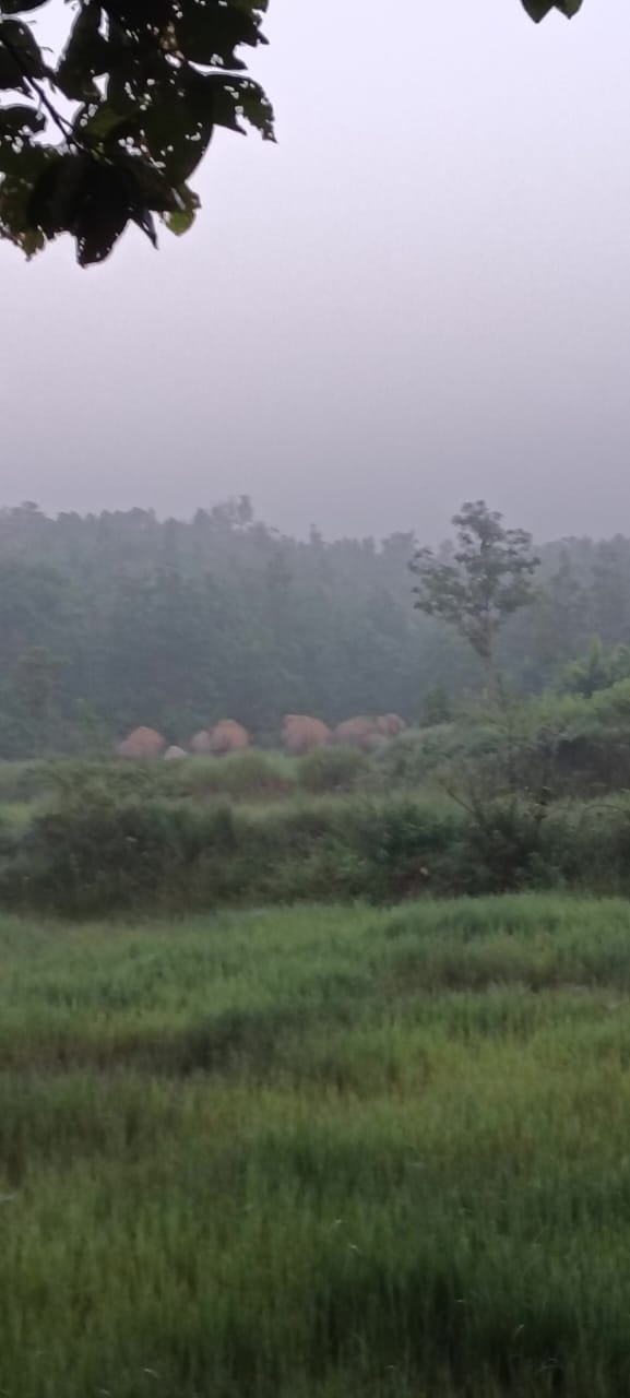 रायगढ़ में गणेश चतुर्थी पर जंगल में आया नन्हा मेहमान, मादा हथनी ने दिया शावक को जन्म, क्षेत्र के लोगों में उत्साह, वन विभाग ने शुरू की निगरानी